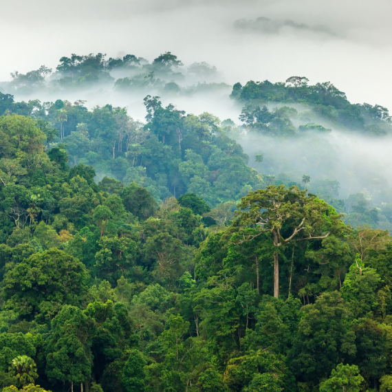 Certi Congo, Préserver les forêts